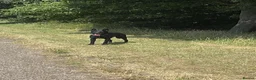 Belgian Shepherd Dog dogs for sale: ALL BLACK BELGIUM MALI in Bilston - Advert 2