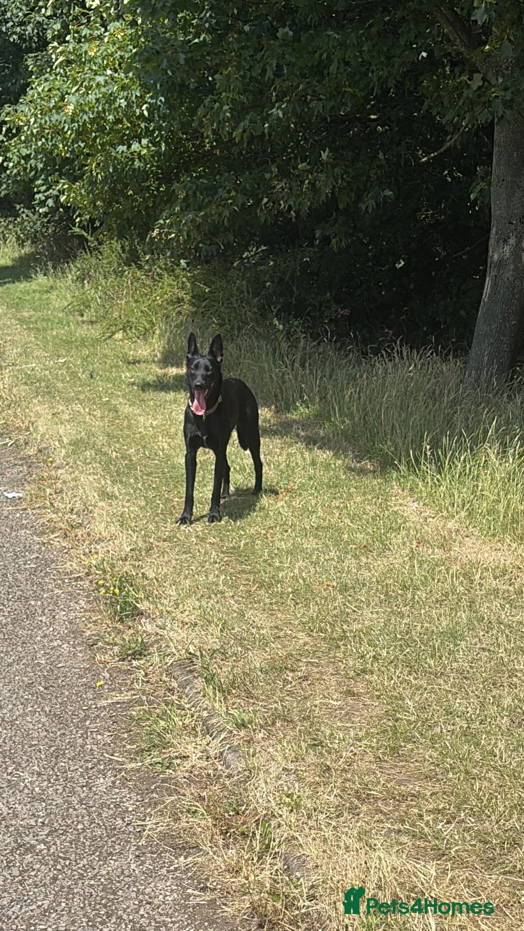Belgian Shepherd Dog dogs for sale: ALL BLACK BELGIUM MALI in Bilston - Advert 2