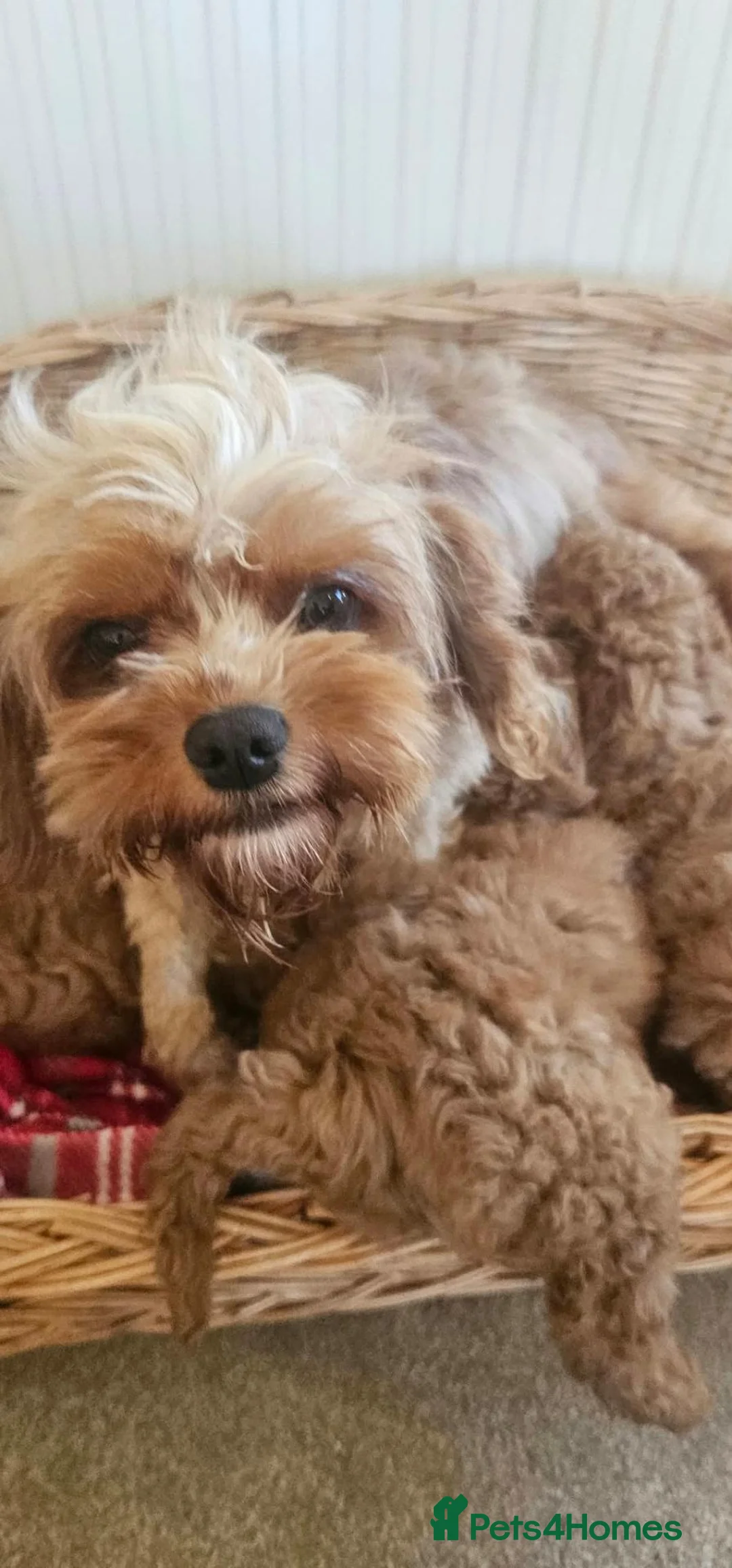 Cavapoo dogs for sale:  Puppies ready now for there new homes  in Tonbridge - Advert 1