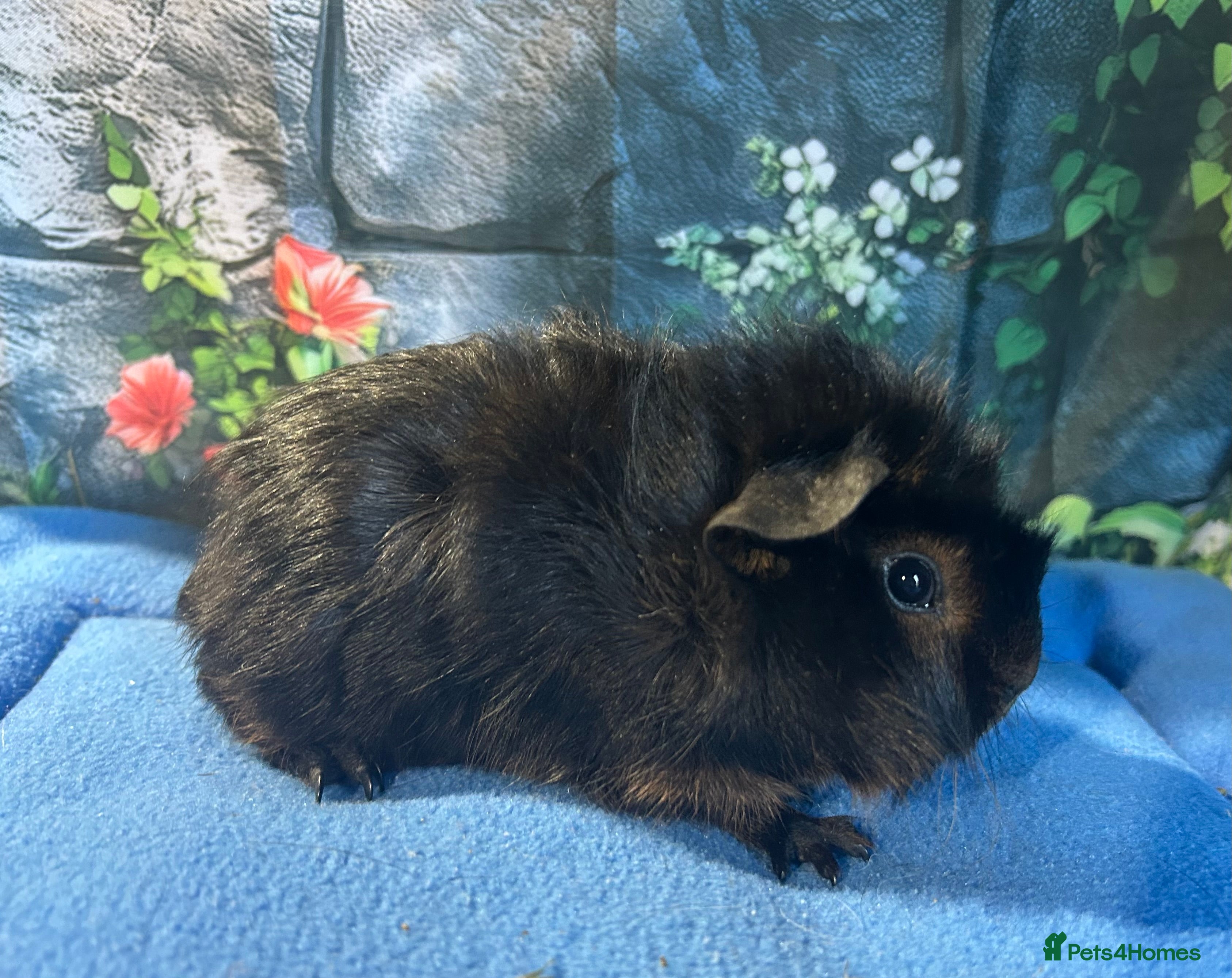 Guinea Pig rodents Guinea pigs mixed breeds 6 weeks old ready now - Advert 1