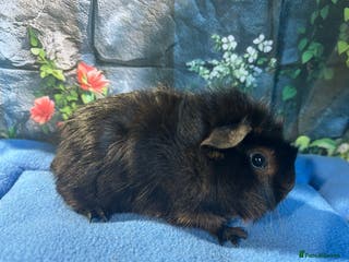 Guinea Pig rodents Guinea pigs mixed breeds 6 weeks old ready now - Advert 1