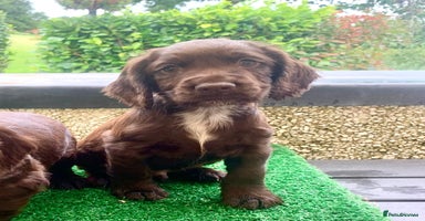 Cocker Spaniel dogs - Advert 4
