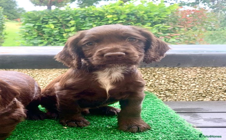 Cocker Spaniel dogs - Advert 1