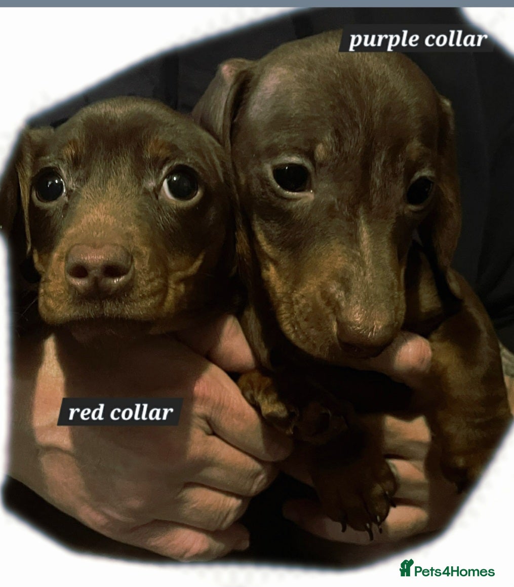 Miniature Dachshund dogs LAST TWO GIRLS FULLY VACCINATED, KC Reg pups - Advert 4