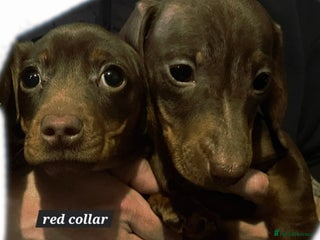 Miniature Dachshund dogs LAST TWO GIRLS FULLY VACCINATED, KC Reg pups - Advert 6