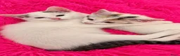 Persian cats for sale: 3 beautiful half Persian kittens left for sale!! - Advert 5