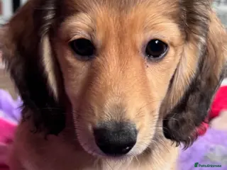 Miniature Dachshund dogs Minature dachshunds long haired ONE boy left - Advert 5