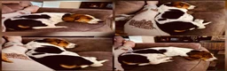 Basset Hound dogs for sale: Basset hound female  - Advert 4
