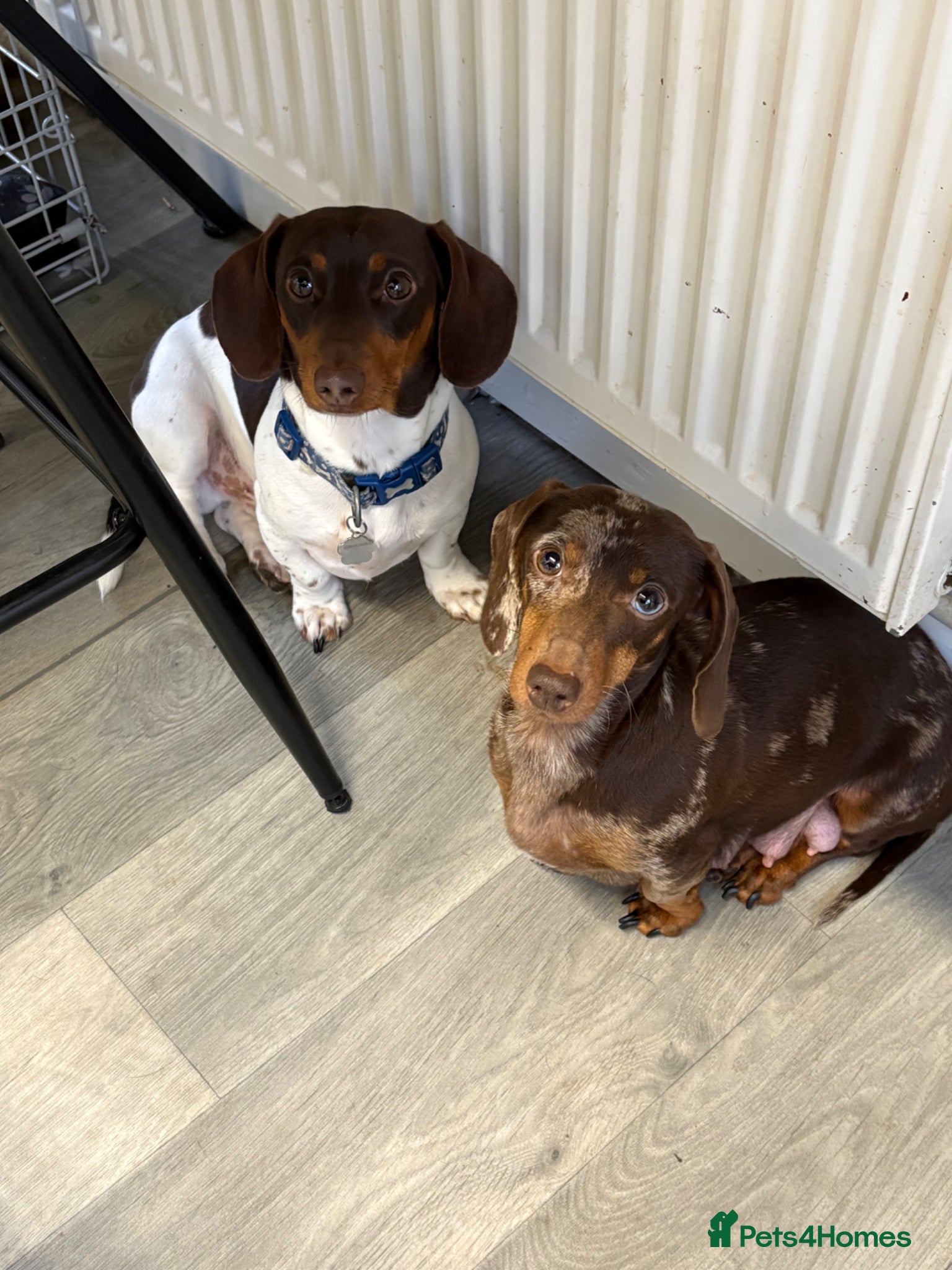 Miniature Dachshund dogs Mini chocolate pied  - Advert 1