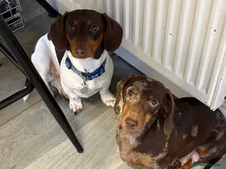 Miniature Dachshund dogs Mini chocolate pied - Advert 1