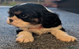 Cavalier King Charles Spaniel dogs for sale: KC Health Tested Cavalier King Charles Puppy  - Image 13