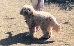 Cockapoo dogs for sale: Adorable 1-Year-Old Cockapoo Puppy for Sale - Image 1