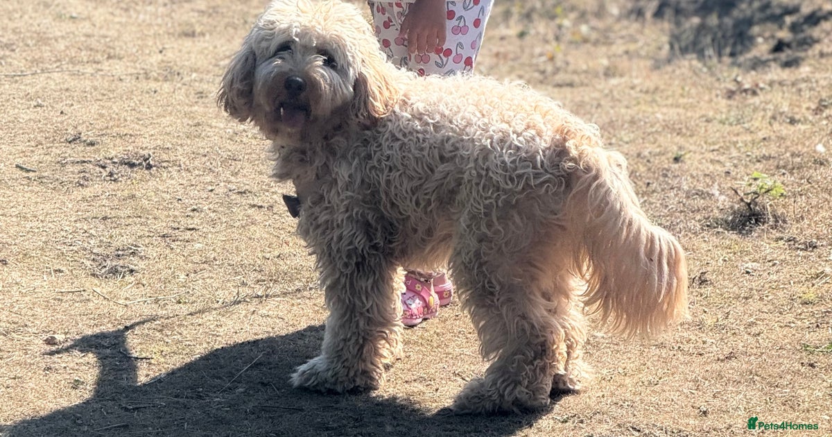 Adorable 1-Year-Old Cockapoo Puppy for Sale for sale in Chertsey ...