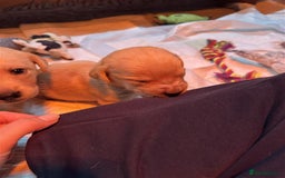 Labrador Retriever dogs for sale: Labrador Puppies Looking for Their Forever Homes!  - Image 9