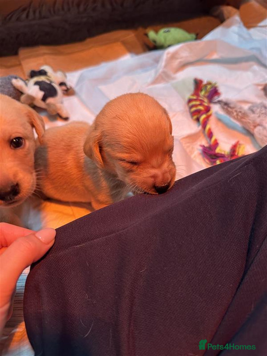 Labrador Retriever dogs for sale: Labrador Puppies Looking for Their Forever Homes!  - Image 9