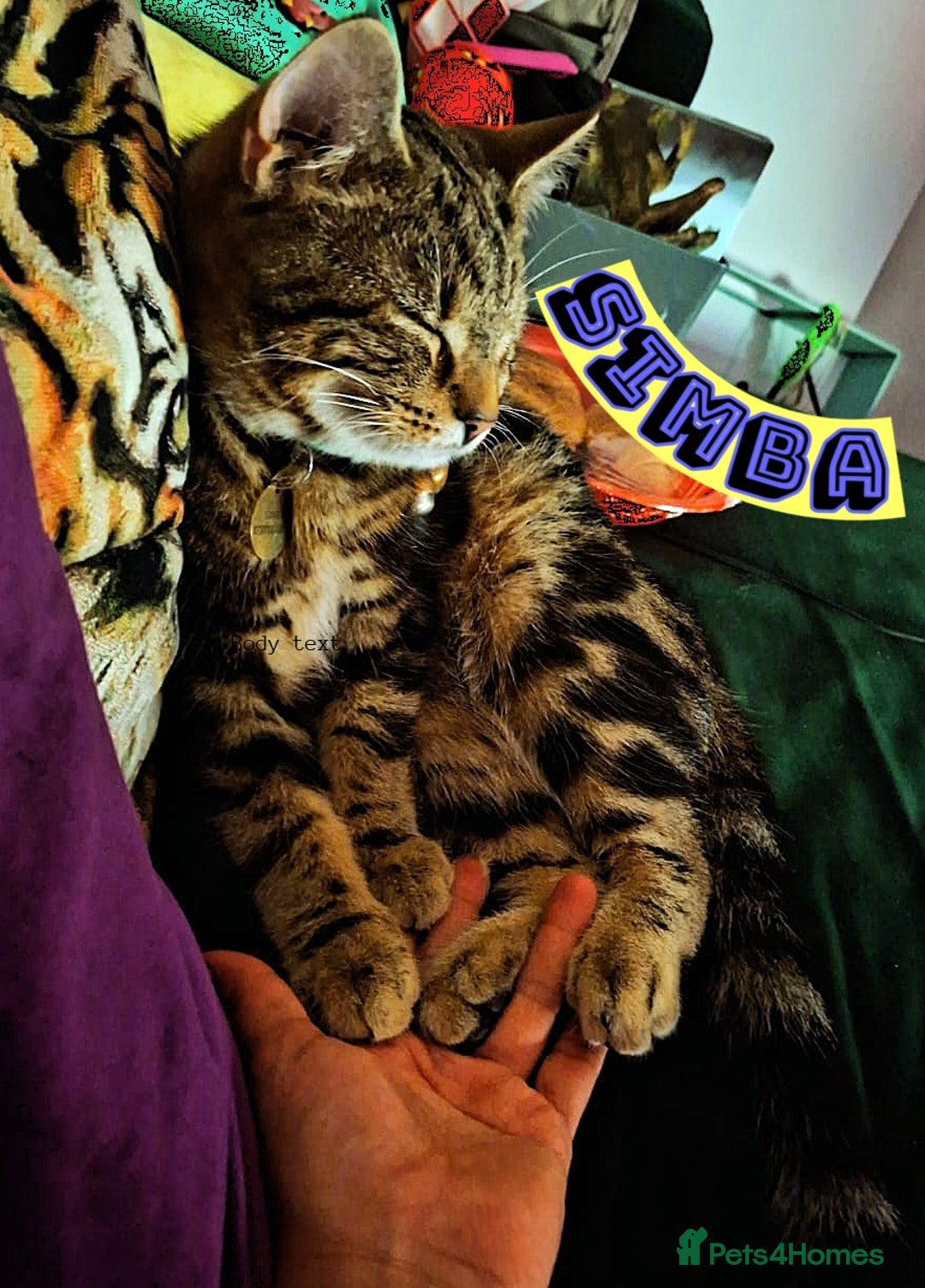 Mixed Breed cats for sale: Free to a Loving Home 2 Cats& 1 Kitten-Swansea - Advert 25