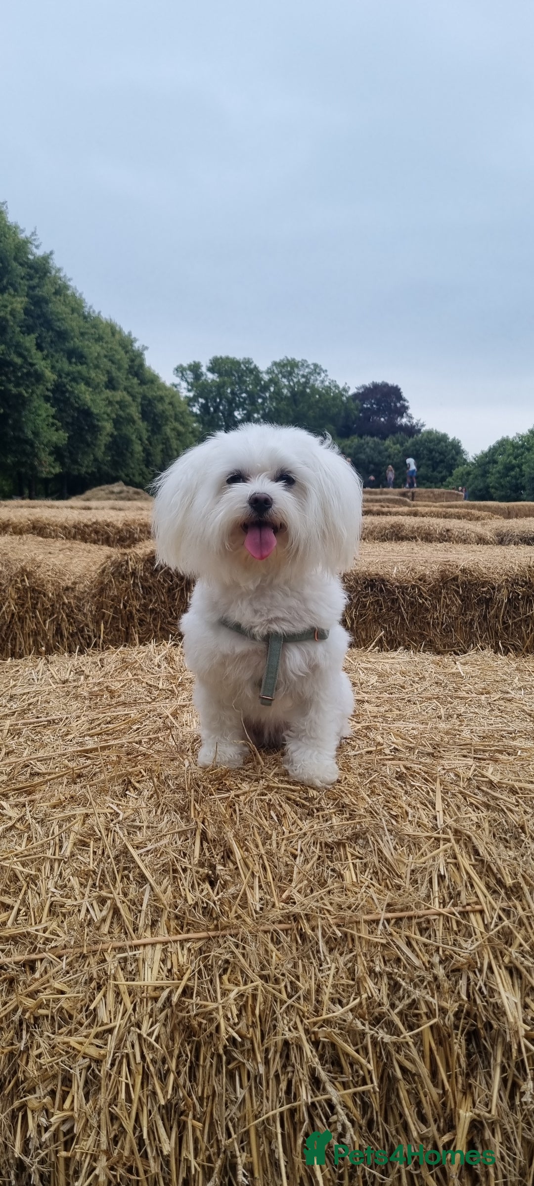 Maltese dogs for sale: A tiny little boy  - Advert 11