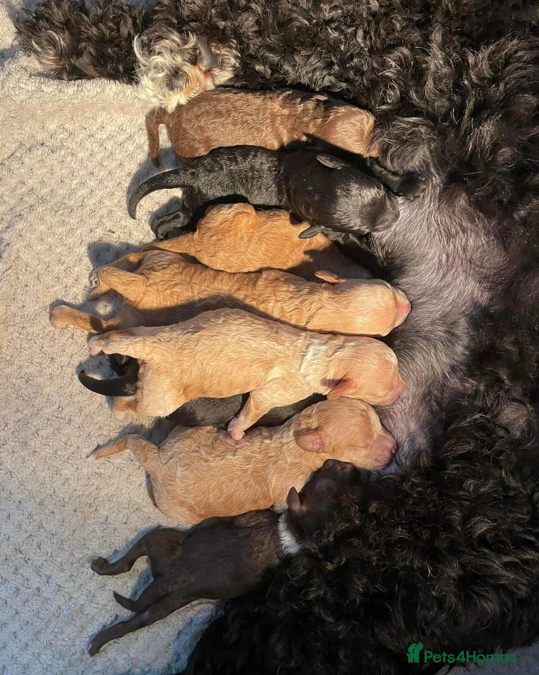 Miniature Poodle dogs for stud: HEALTH TESTED Kc Registered Miniature Poodle STUD in Doncaster - Image 29