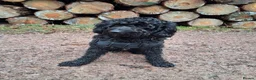 Cockapoo dogs for sale: Loving 5 year old Male cockapoo - Advert 7