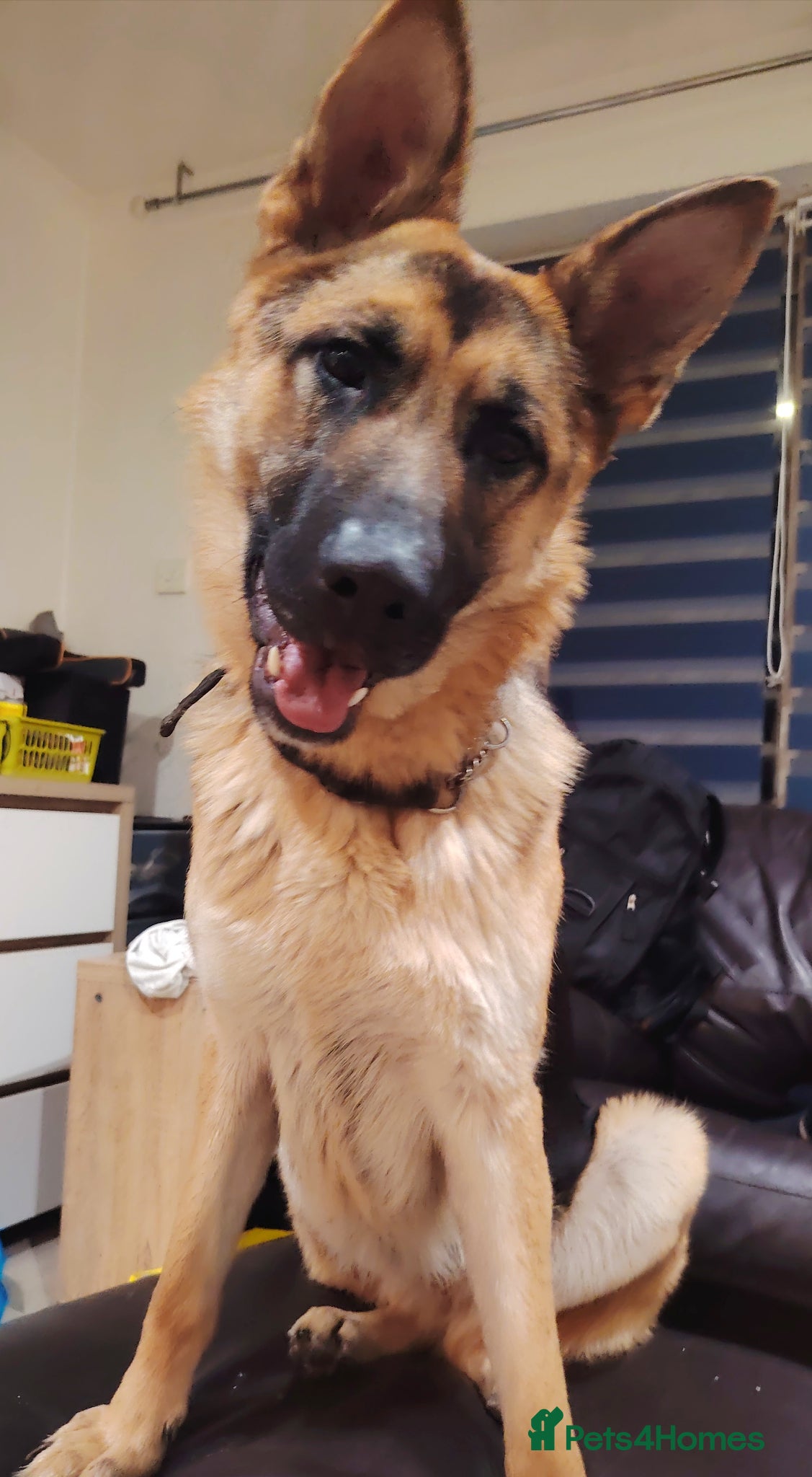 German Shepherd dogs Tayra very beautiful dog - Advert 4