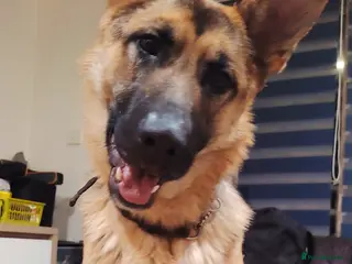 German Shepherd dogs Tayra very beautiful dog - Advert 4