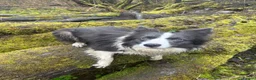 Border Collie dogs for sale: 4 Border Collie puppies in Wigan - Advert 1
