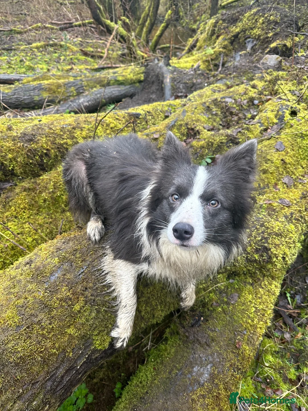 Border Collie dogs for sale: 4 Border Collie puppies in Wigan - Advert 1