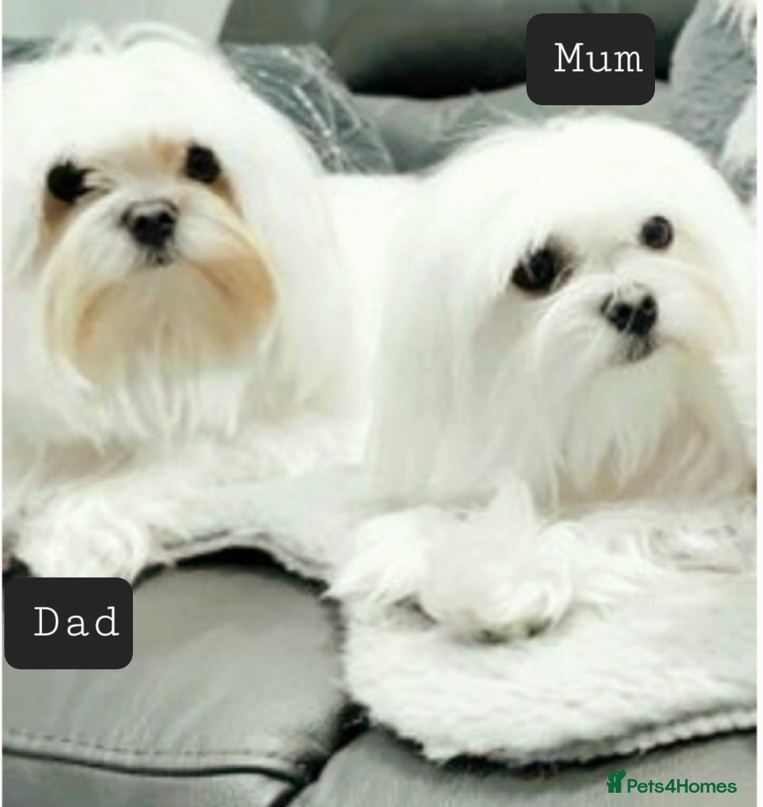 Maltese dogs Maltese last  girl  available  - Advert 2