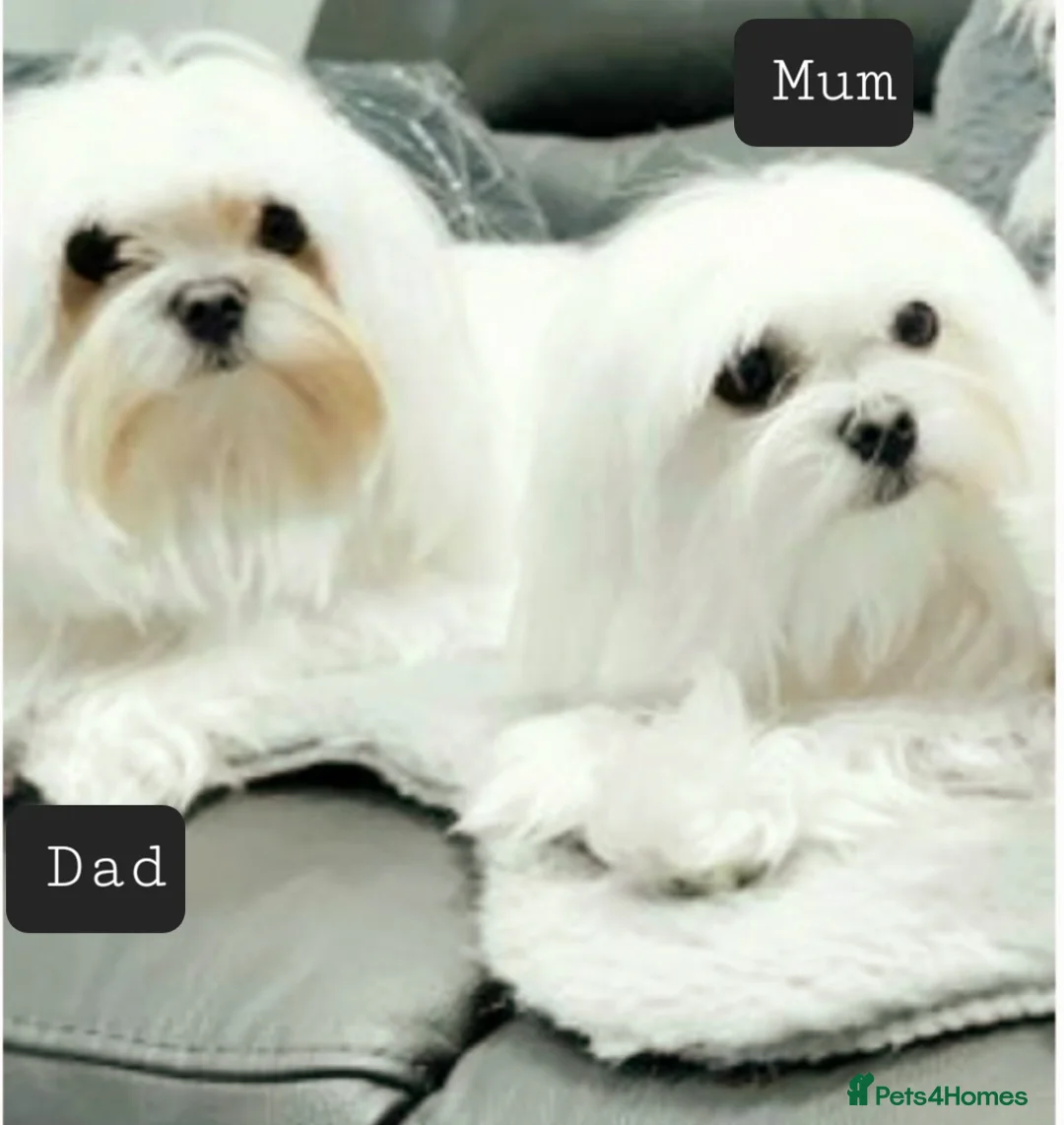 Maltese dogs for sale: Maltese last  girl  available  - Advert 2
