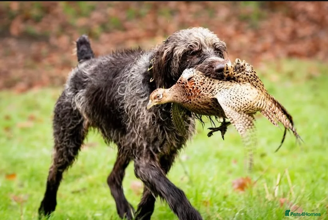 German Wirehaired Pointer dogs for stud: HUNTSTAFF BANDSMAN AT STUD - Advert 2