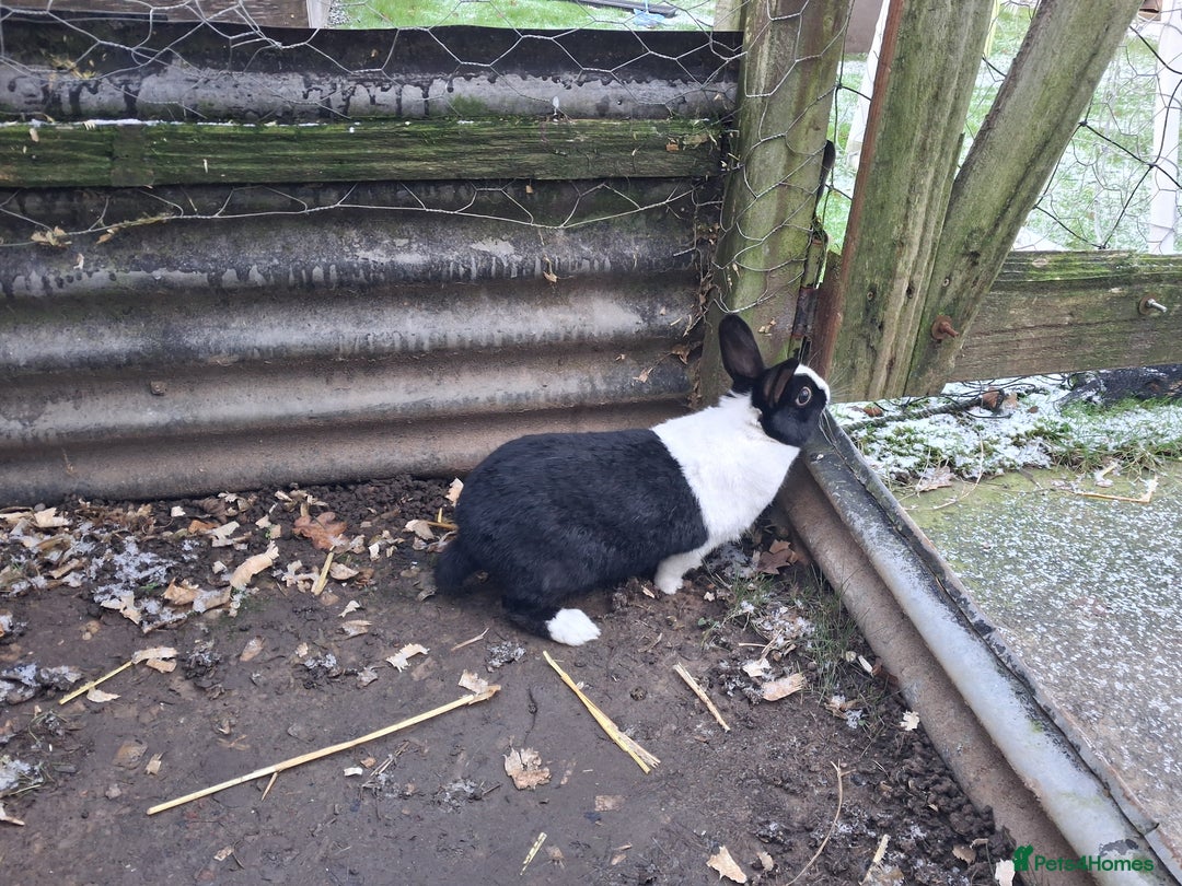 Dutch rabbits for sale: Dutch rabbits, pure bred for sale - Advert 5