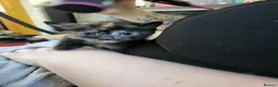 Mixed Breed cats for sale: 2 beautiful kittens - Advert 12