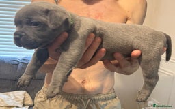 Staffordshire Bull Terrier dogs for sale: READY NOW 1 gorgeous blue staffy puppy left  - Image 23
