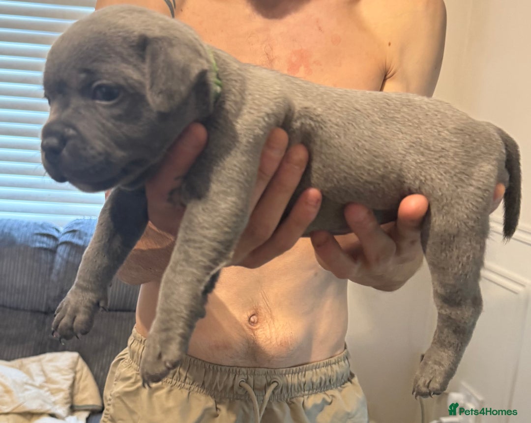 Staffordshire Bull Terrier dogs for sale: READY NOW 1 gorgeous blue staffy puppy left  - Image 23
