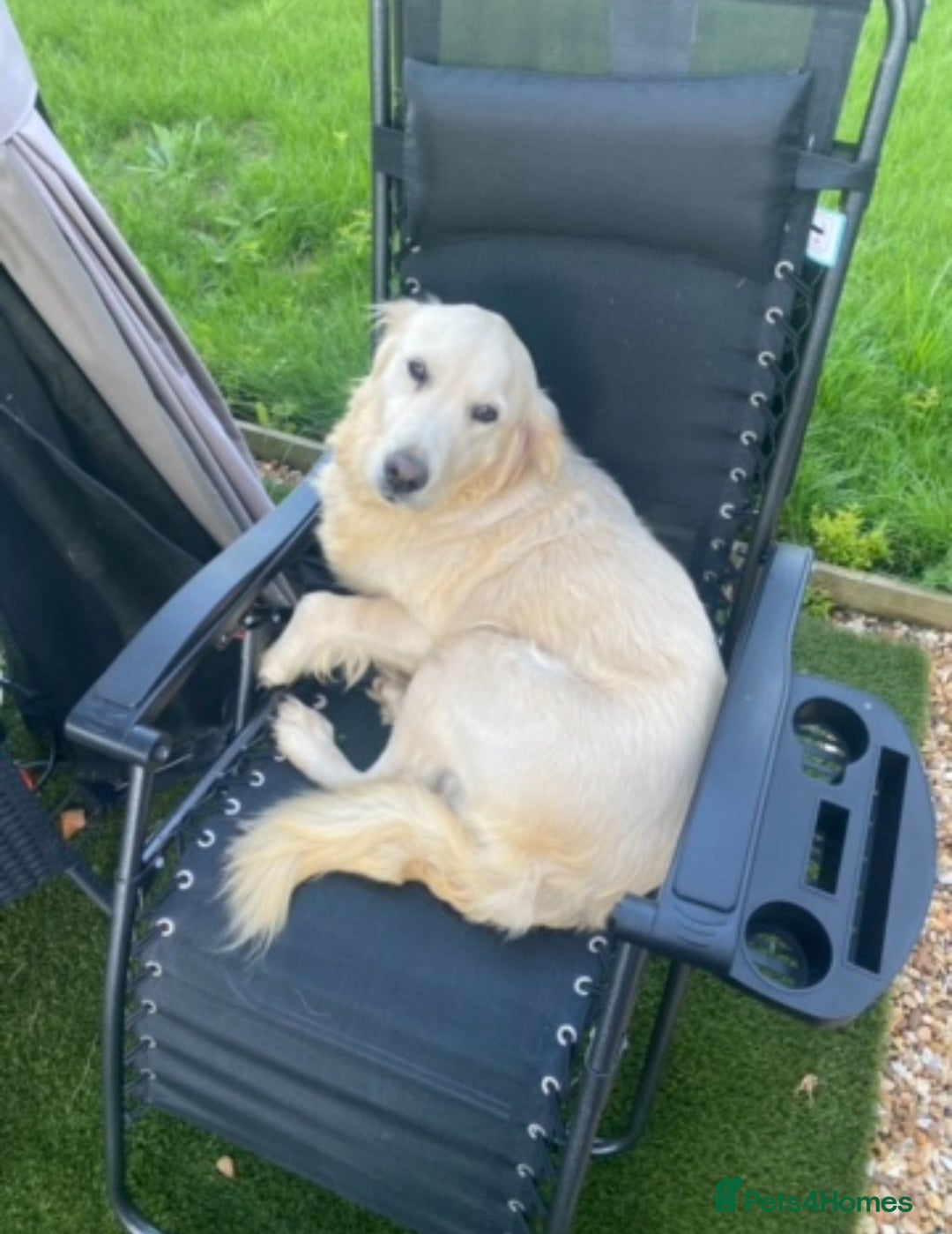 Golden Retriever dogs for sale: Golden Retreiver Adult Girl Rehome - Image 4