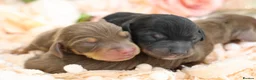 Miniature Dachshund dogs for sale: KC Registered Miniature Dachshund Puppies - Advert 10