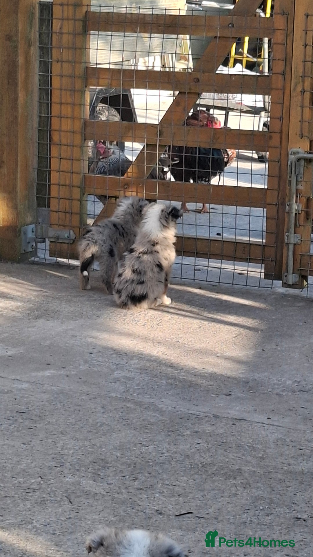 Border Collie dogs for sale: Border Collie sheepdog pups  - Image 2