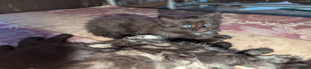 Bombay Kitten 3