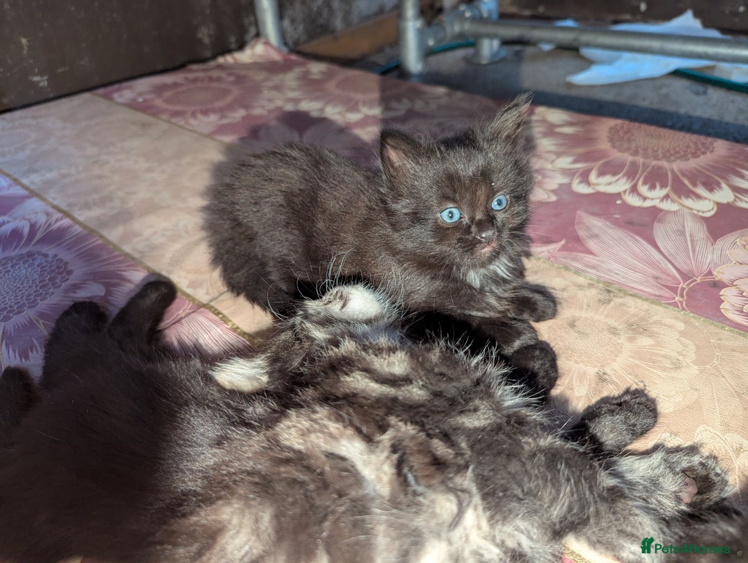 Bombay cats for sale: Different prices Bombay X long hair  - Image 10