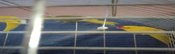 Parrots birds for sale: For sale  in Worksop - Advert 9