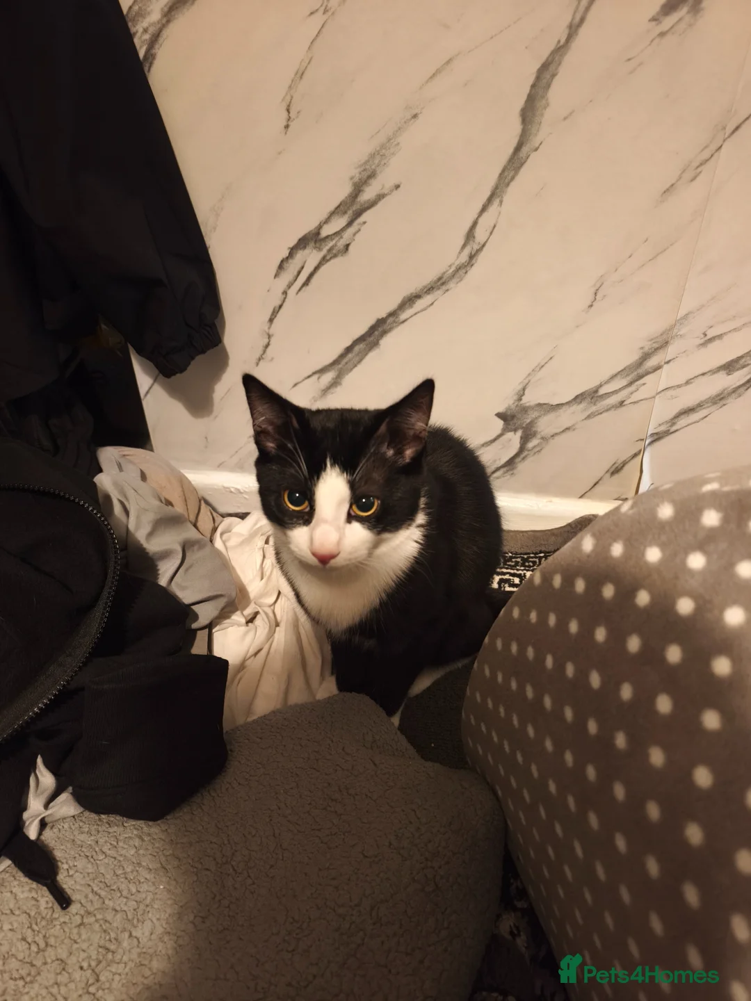 Maine Coon cats for sale: Free to a good home - Advert 3