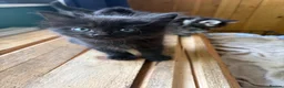Mixed Breed cats for sale: 2 beautiful girls available  - Advert 2