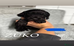 Cocker Spaniel dogs for sale: Cocker Spaniel Puppies - Advert 11