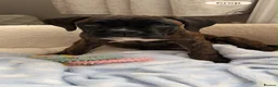 Boxer dogs for sale: Pedigree female bobtail - Advert 3