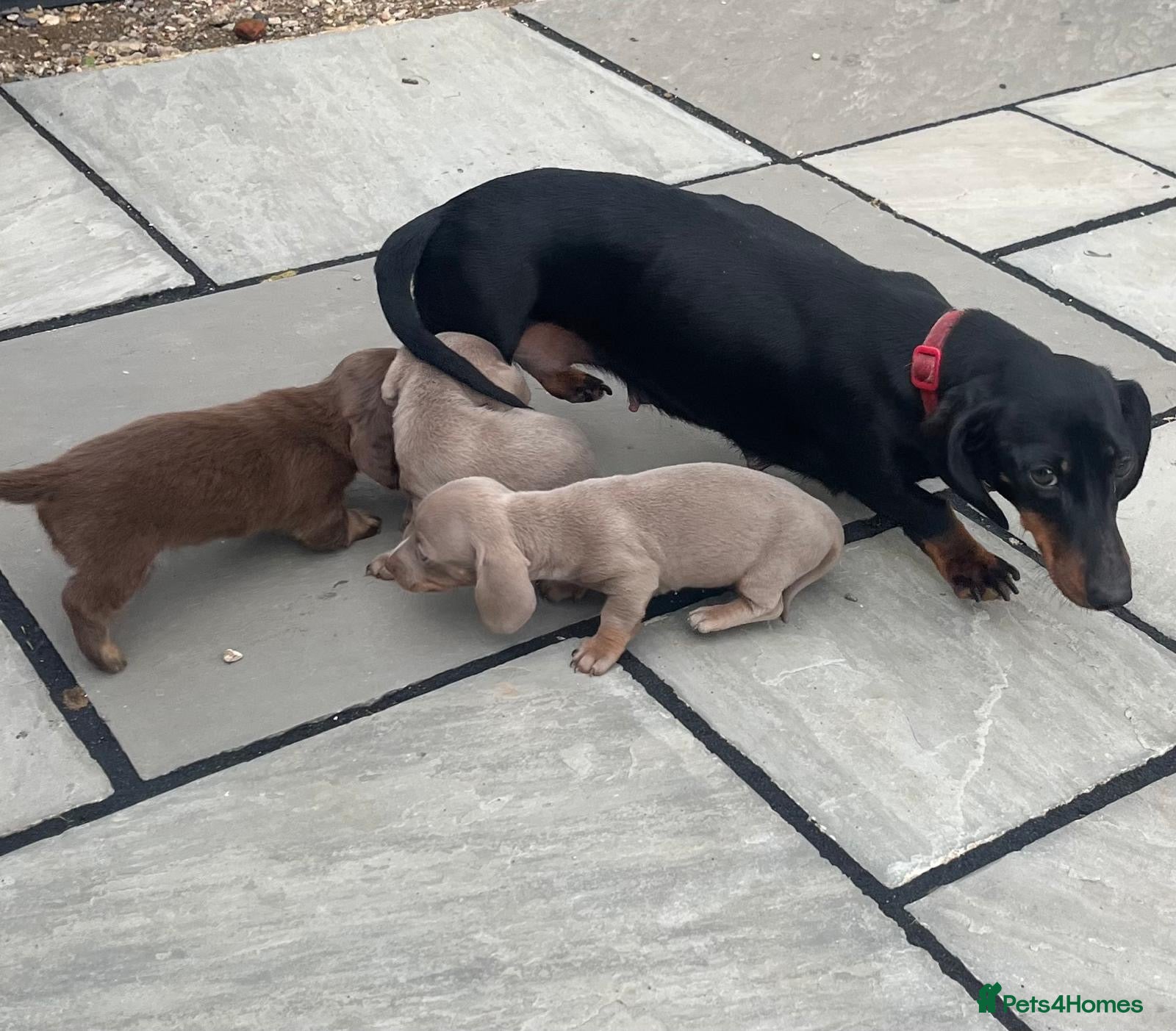 Miniature Dachshund dogs Miniature dachshund puppies 🐶 - Advert 2