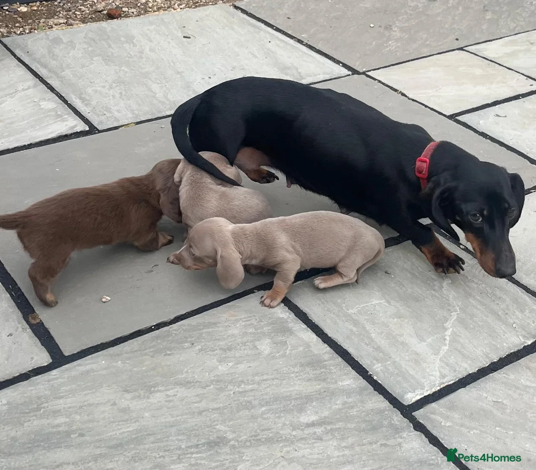 Miniature Dachshund dogs for sale: Miniature dachshund puppies 🐶 - Advert 2