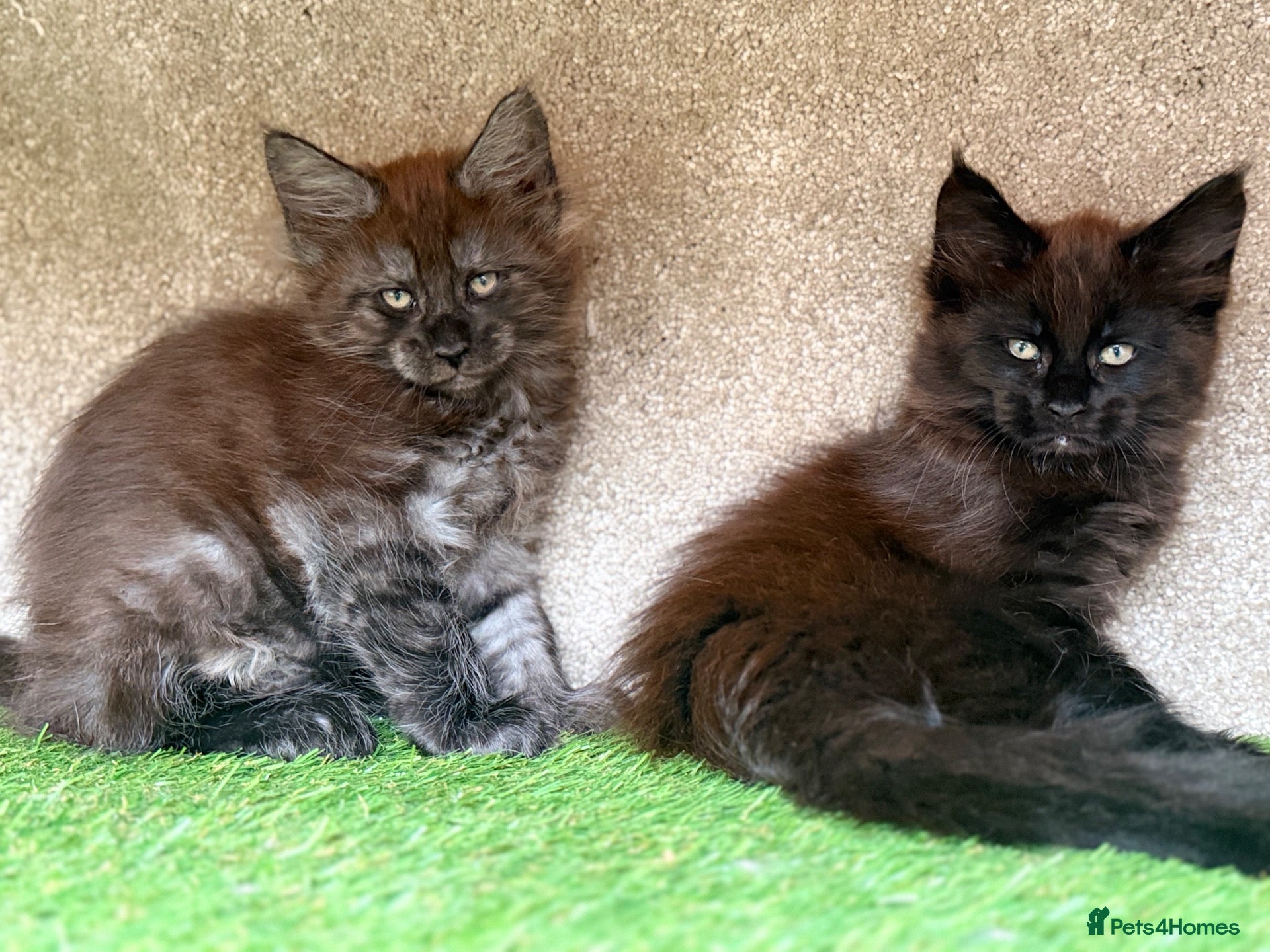 Maine Coon cats Black Smoke TICA Maine Coons - Advert 2