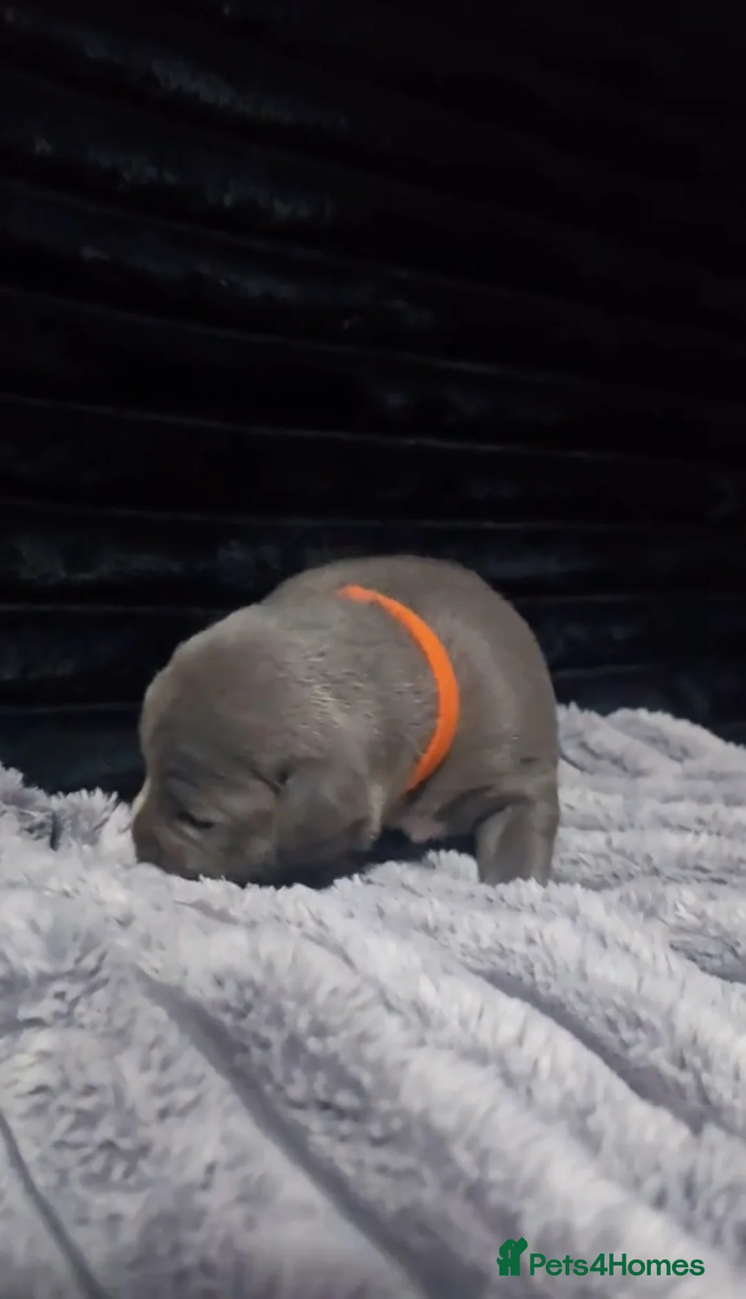 Staffordshire Bull Terrier dogs for sale: %Solid Pure Staffy Puppies Available  in Birmingham - Advert 5