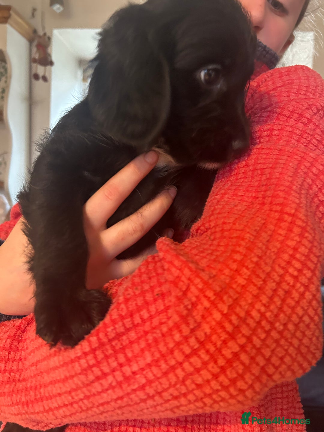 Mixed Breed dogs for sale: Cavapoo Puppies - Advert 20