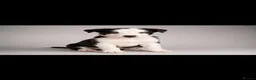 Border Collie dogs for sale: Well brought up border collie puppies  - Advert 1